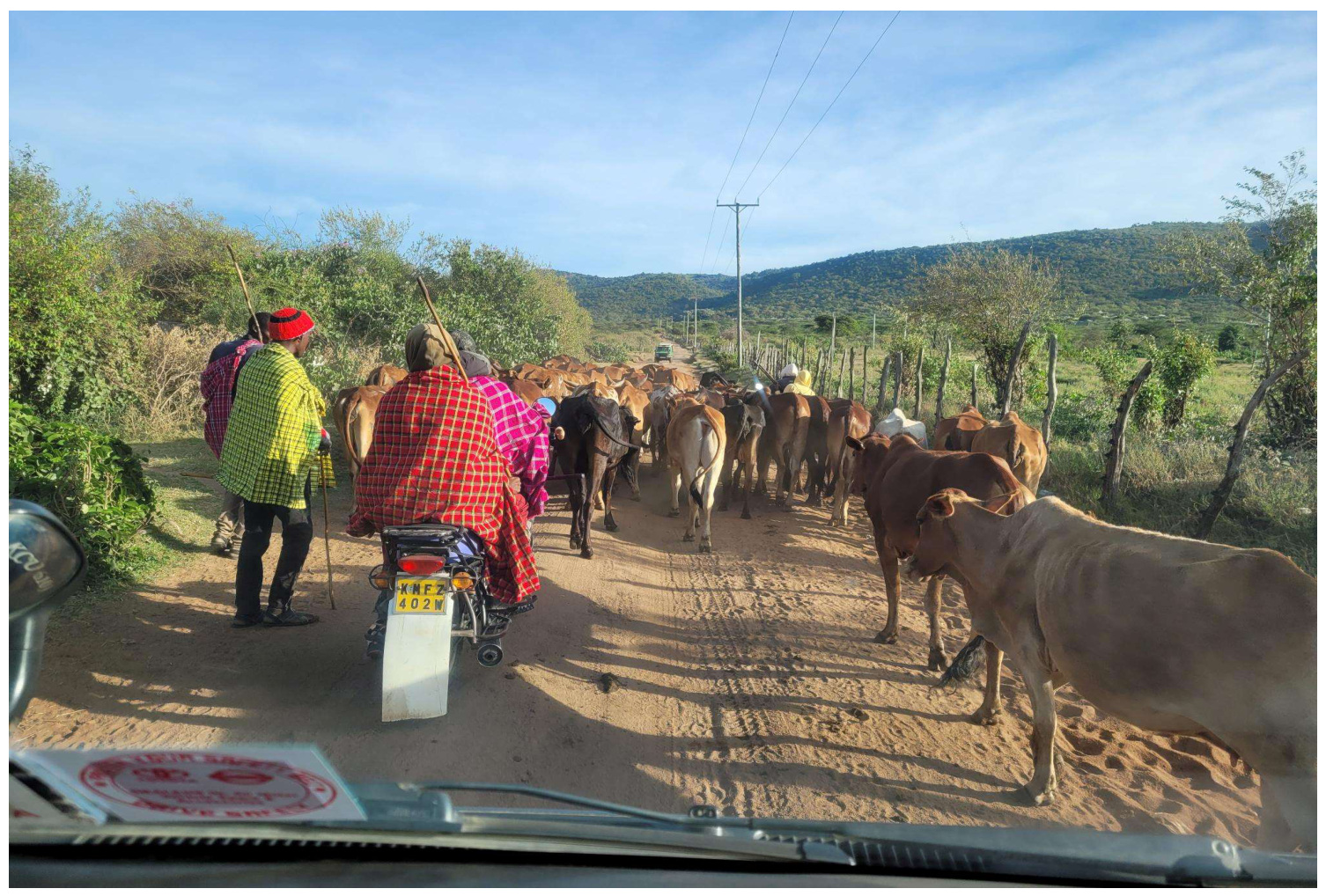 Cattle and motorbike traffic on a rural Kenyan road