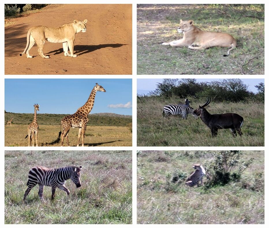Safari collage: lions, giraffes, and zebra