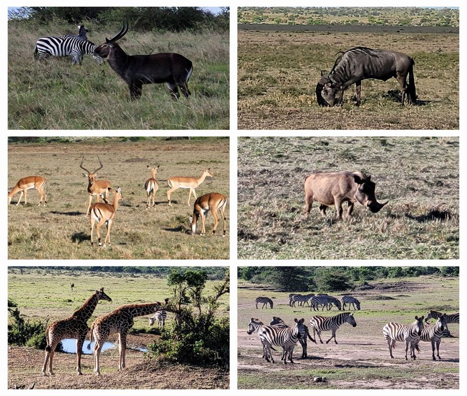 Safari collage: zebra, wildebeest, impala, warthog, and giraffes