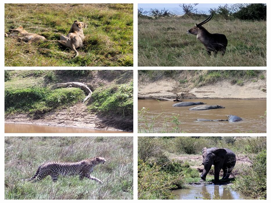 Safari collage: lions, crocodile, hippos, cheetah, and elephant
