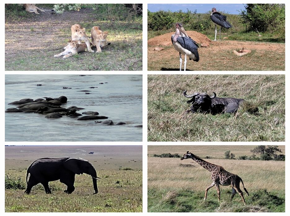 Safari collage: lions, marabou storks, hippos, buffalo, elephant, and giraffe